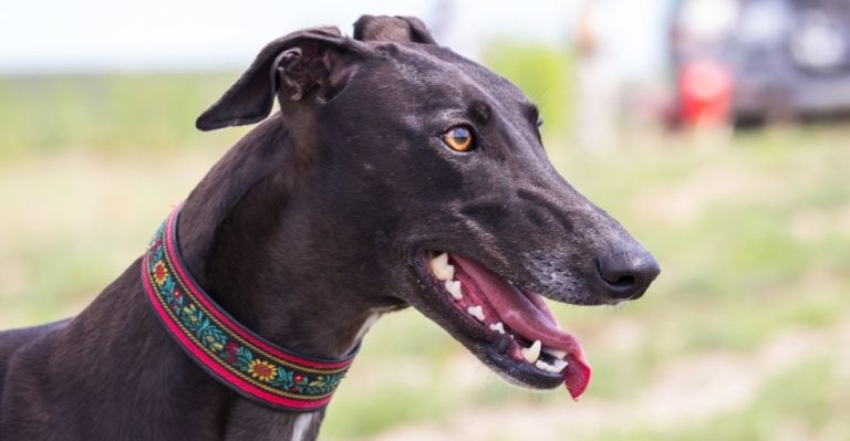 20 Things Only Greyhound Owners Would Understand