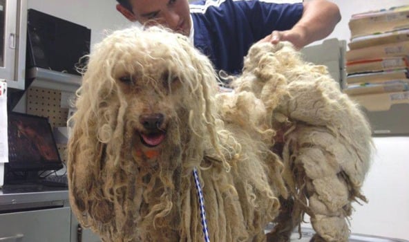 how to remove badly matted dog hair