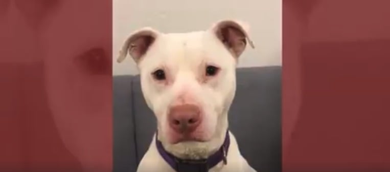 Dog Deemed “Unadoptable” Will Become Washington’s First Deaf K-9