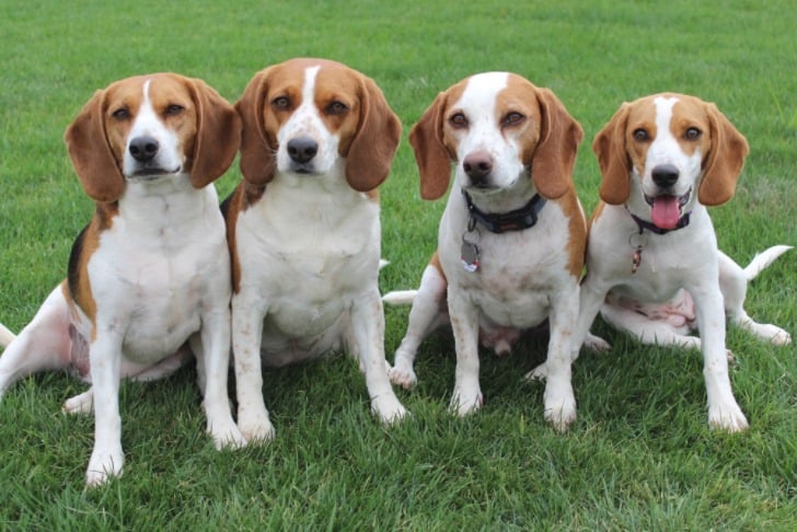 20 Things You Didn't Know About Beagles