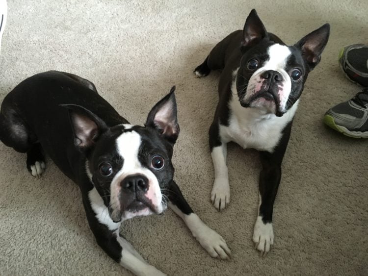 20 Cool Facts about the Boston Terrier Breed