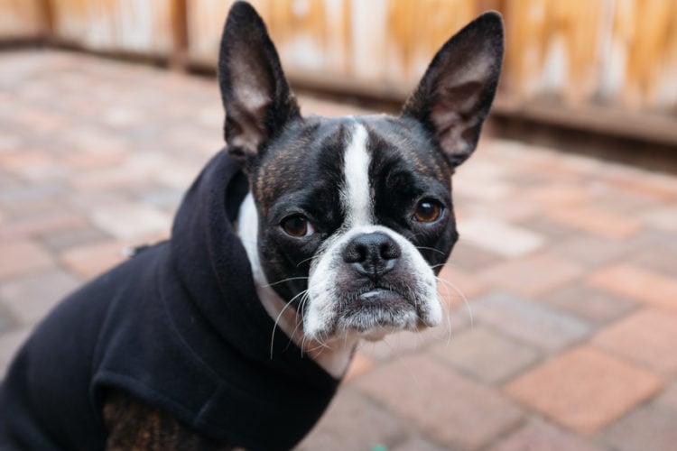 20 Cool Facts about the Boston Terrier Breed