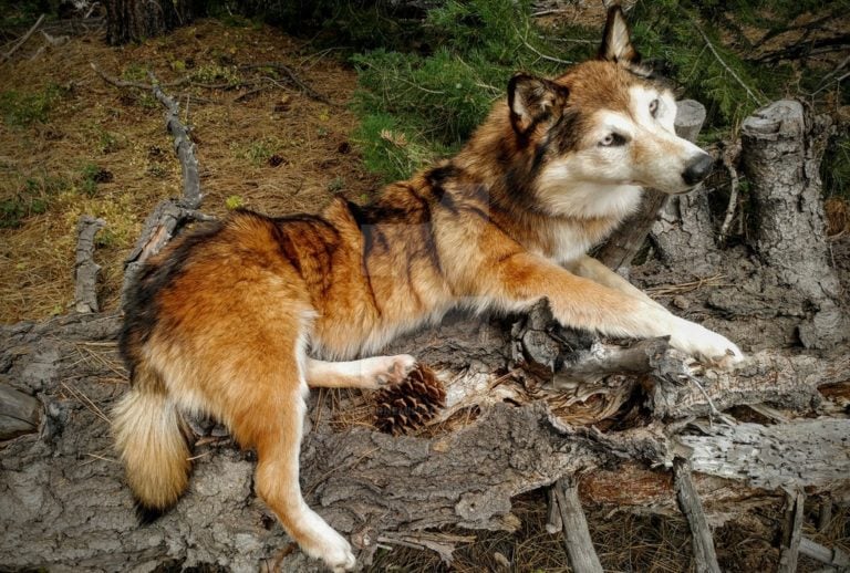 Should You Call it a Wolf, Coyote, or Coydog?