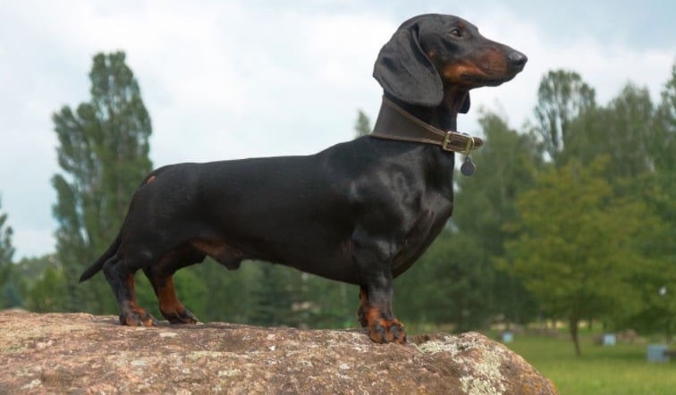 20 Cool Facts To Learn About Dachshunds