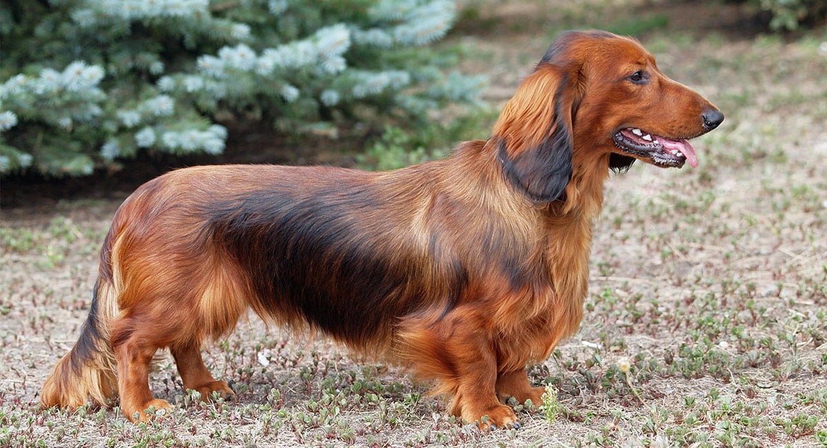 20 Cool Facts To Learn About Dachshunds
