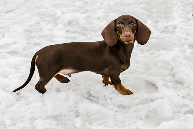 Cool Names For Dachshunds