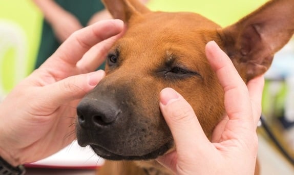 The Best Tips on Dealing With Dog Eye Discharge