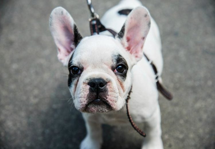 20 Cool Facts About the French Bulldog