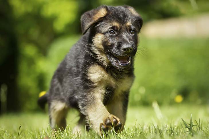 German Shepherd Dog Breed: Everything You Need to Know