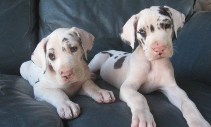 Seven Special Tips for Raising Great Dane Puppies