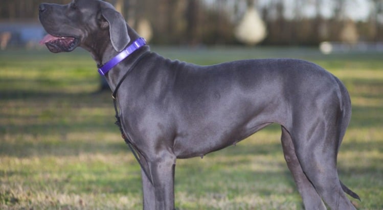 Seven Things You Didn’t Know about the Blue Great Dane