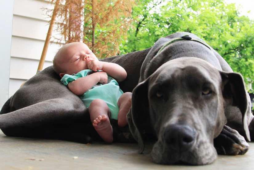 is a great dane part of the mastiff family