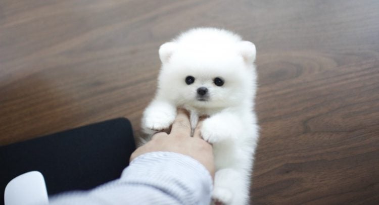 toy pom dog