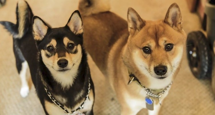 What Is A Husky Inu? Shiba Inu Husky Mix My First Shiba Inu | atelier ...