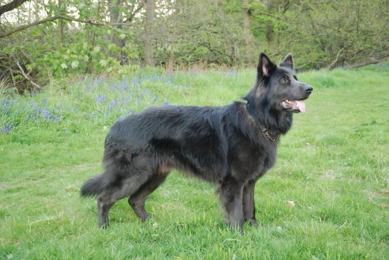 german shepherd steel blue