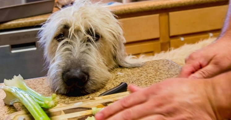 Can Dogs Eat Celery? Here are Some Things You Should Know