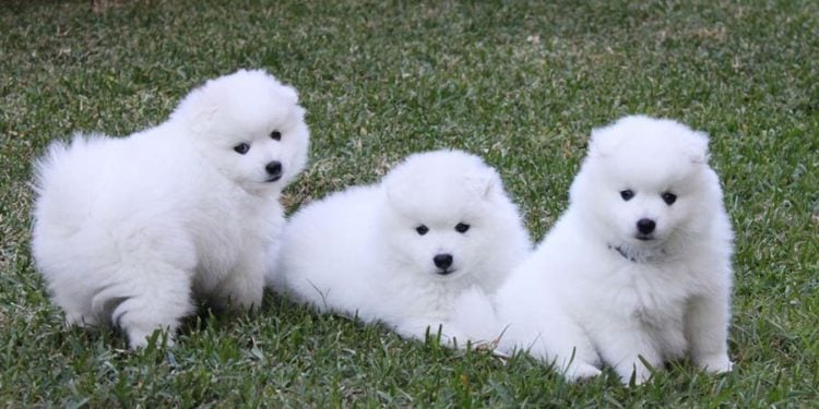 japanese spitz breed standard