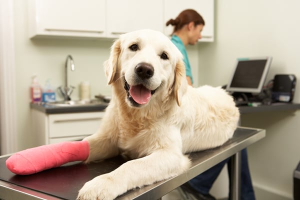 Is Neosporin Safe For Dogs?