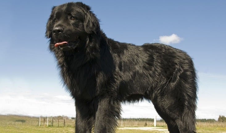 do newfoundland dogs like to cuddle