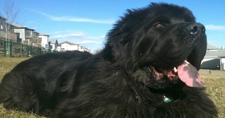 The Five Most Popular Black Dog Breeds