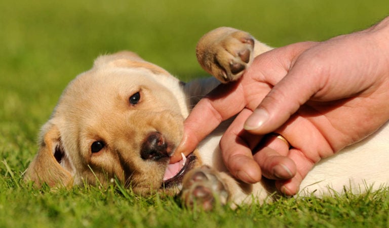 10 Things You Need to Know about Puppy Teething