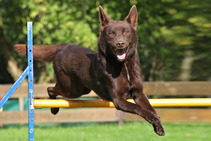 the kelpie dog