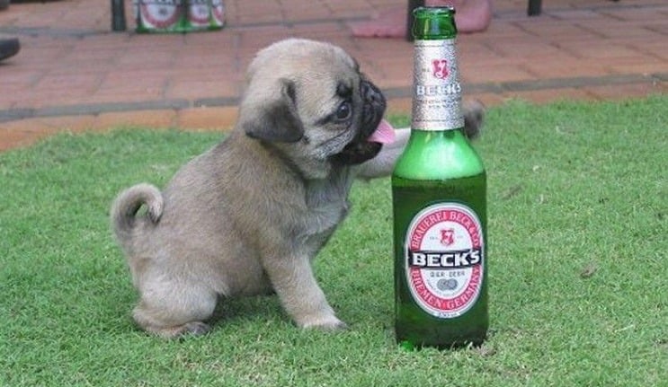 What Happens When Dogs Drink Alcohol?