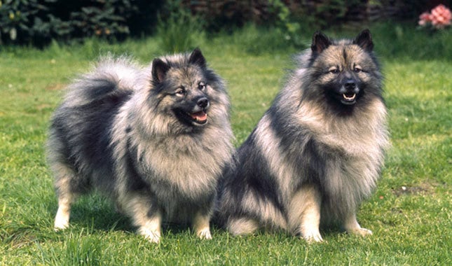 10 Things You Didn’t Know About the Keeshond