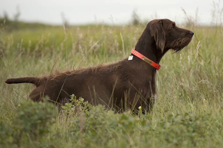 pointer poodle cross