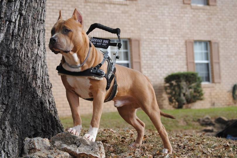 can a pitbull be a service dog in florida