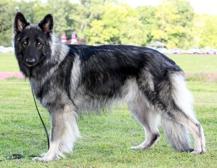 10 Things You Didn't Know About the Shiloh Shepherd