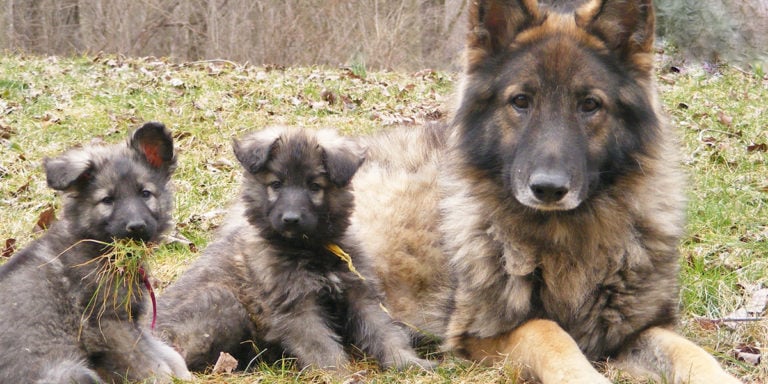 10 Things You Didn’t Know About the Shiloh Shepherd