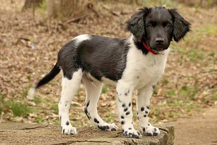 stabyhoun puppies