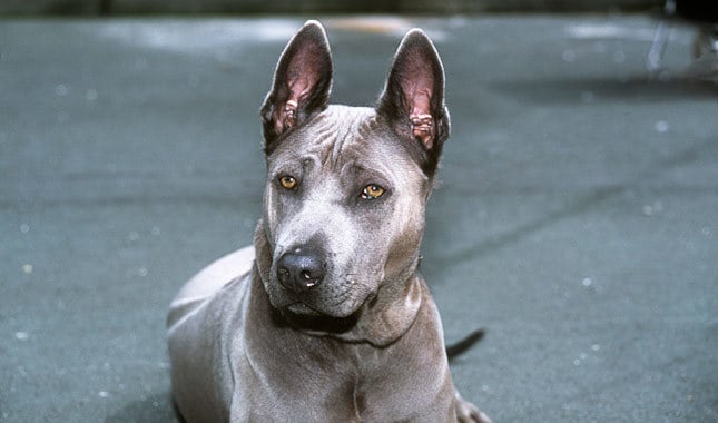 10 Things You Didn’t Know about the Thai Ridgeback