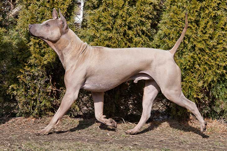 fawn thai ridgeback