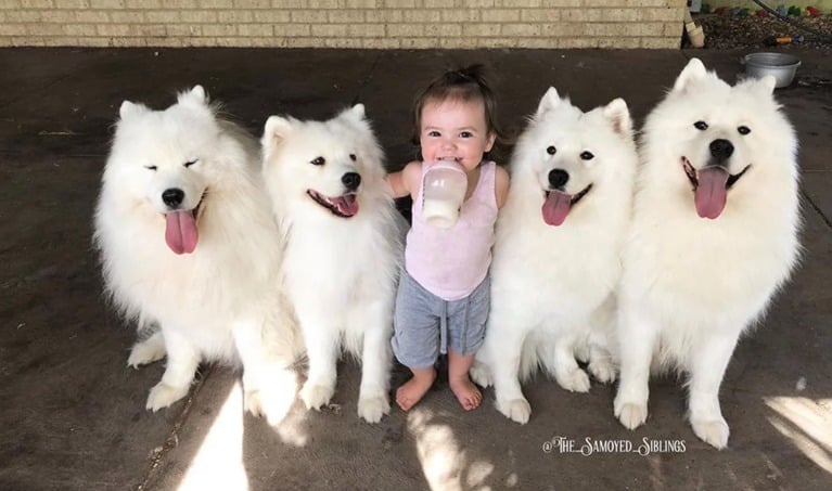 5-Year Old Samoyeds  Dogs Teach 1-Year-Old to Walk