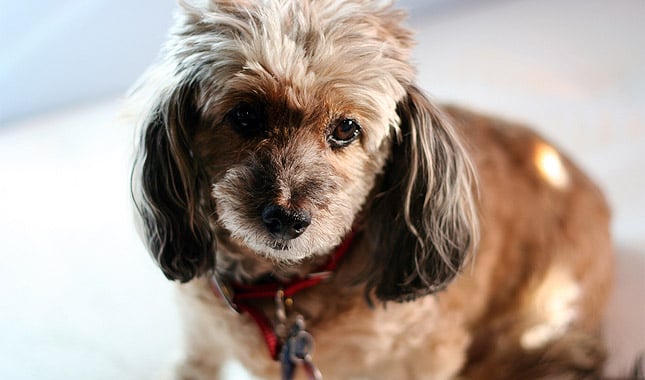 10 Things You Didn’t Know About the Doxiepoo