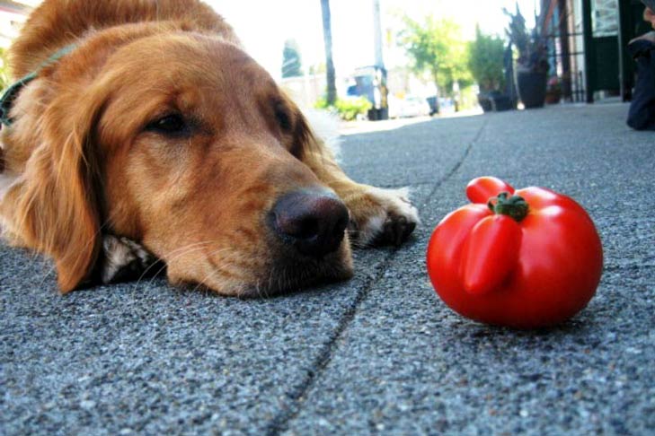 Can Dogs Eat Tomatoes?