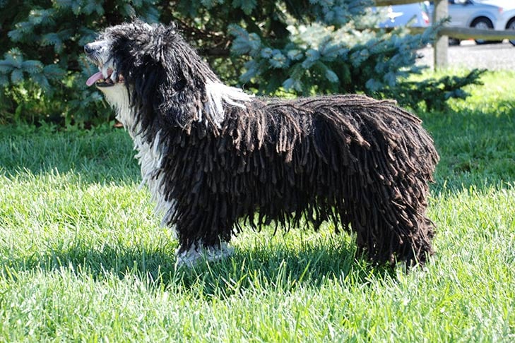 10 Things You Didn’t Know About the Spanish Water Dog