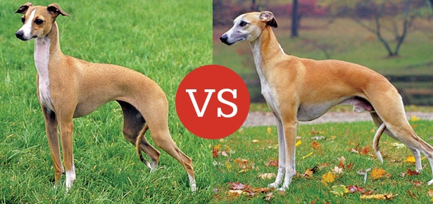 Italian Greyhound Vs Whippet What Are The Differences