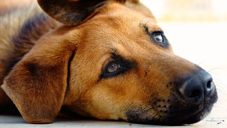 What Is Ursodiol for Dogs And How Is It Used?