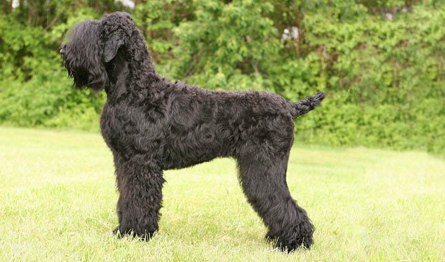 10 Things You Didn’t Know about the Black Russian Terrier