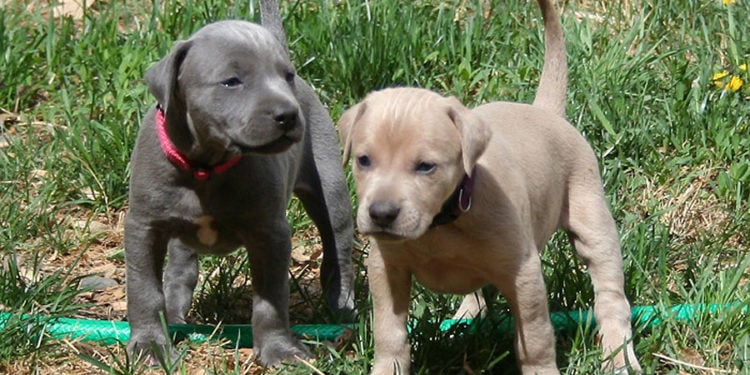 blue lacy cur dog