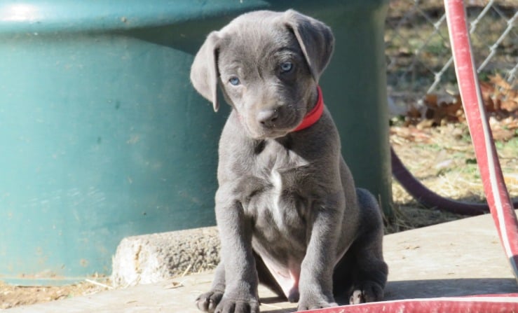 blue lacy lifespan