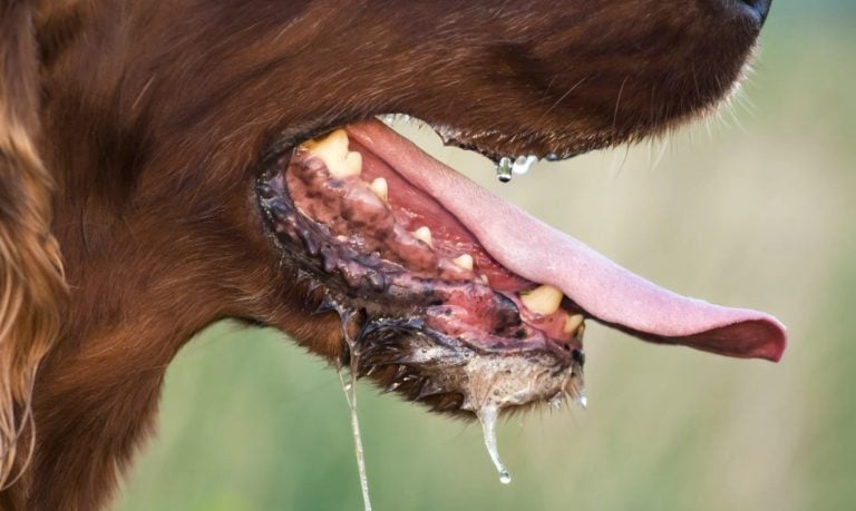 A Dog’s Lick Leads to the Amputation of Man’s Arm and Leg