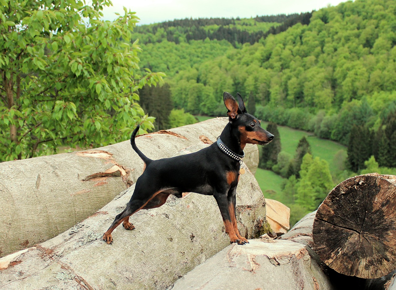 Stuff Min Pin 10 Things You Didn't Know about the Miniature Pinscher