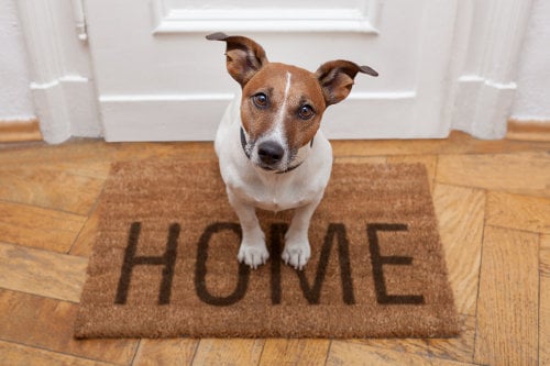 Five Steps to Take When Rehoming a Dog