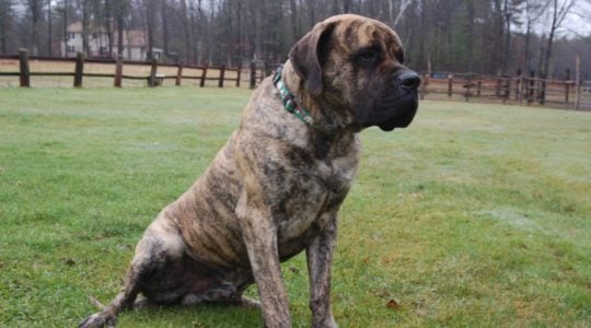 American Mastiff