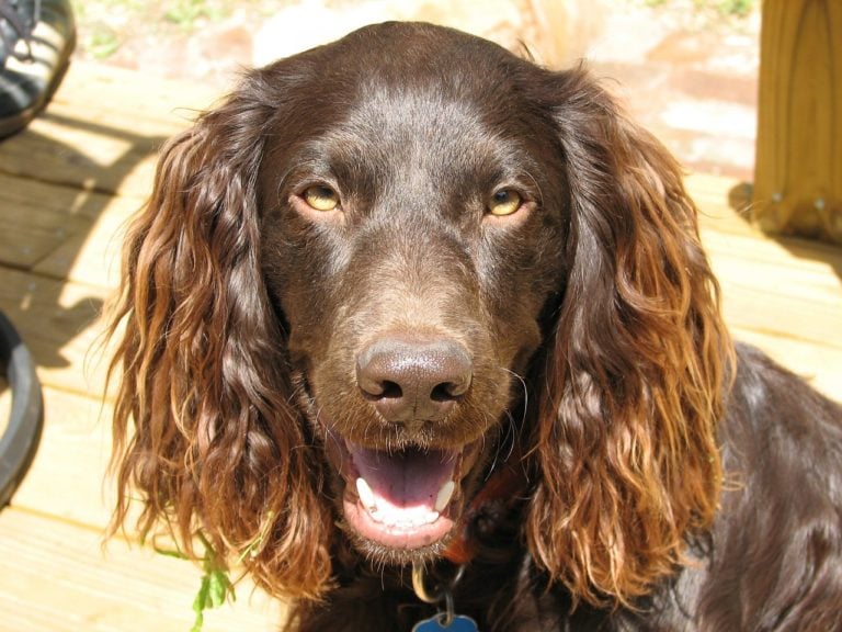 10 Things You Didn’t Know about the Boykin Spaniel