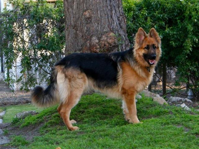 10 Things You Didn’t Know about the King Shepherd